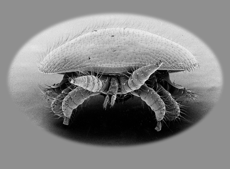 Scanning electron microscope photo of Varroa mite, via Stephen Martin / University of Salford